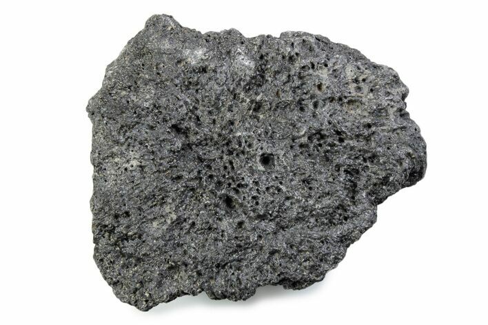 Fossil Glyptodont (Glyptotherium) Bony Armor Osteoderm - Florida #362290